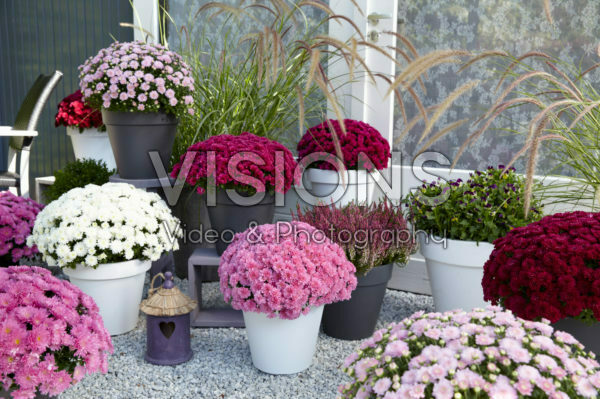 Chrysanthemum collection Chrysanthemum collection