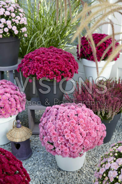 Chrysanthemum collection Chrysanthemum collection