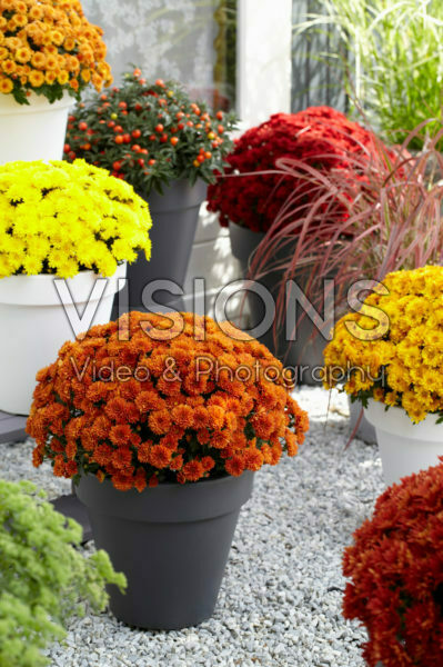 Chrysanthemum collection Chrysanthemum collection