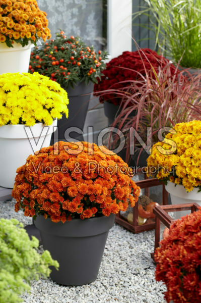 Chrysanthemum collection Chrysanthemum collection