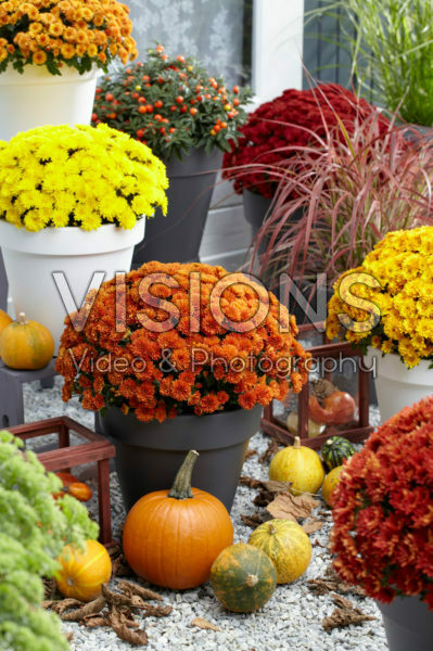 Chrysanthemum collection