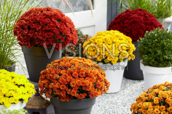 Chrysanthemum collection