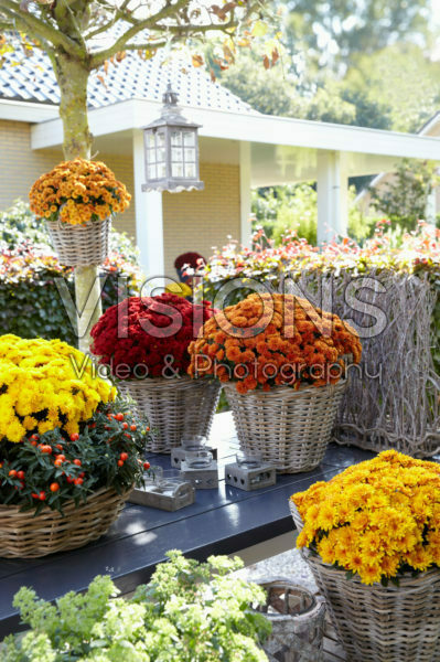 Chrysanthemum collection Chrysanthemum collection