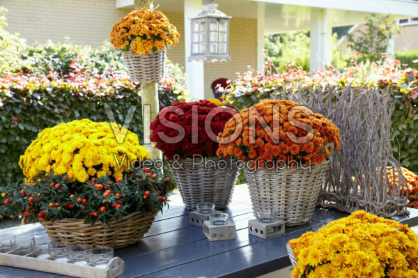 Chrysanthemum collection Chrysanthemum collection