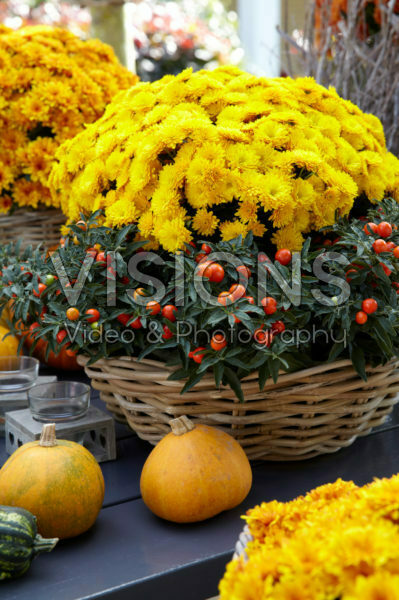 Chrysanthemum Chrysanthemum