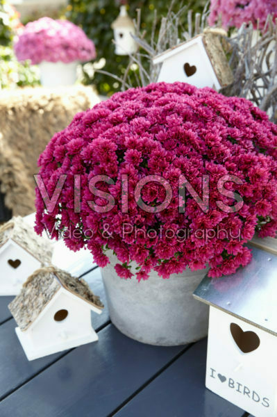 Chrysanthemum Chrysanthemum