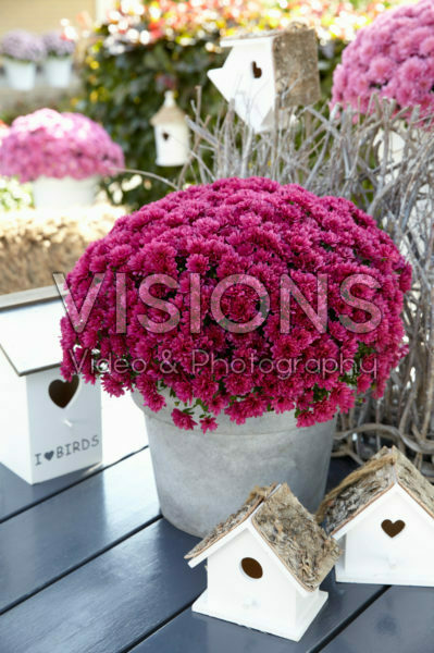 Chrysanthemum Chrysanthemum