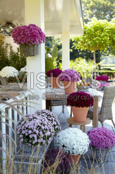 Chrysanthemum collection Chrysanthemum collection