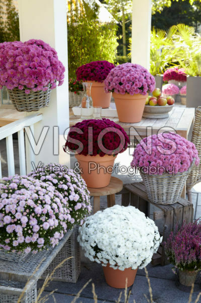 Chrysanthemum collection Chrysanthemum collection