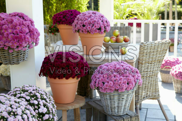 Chrysanthemum collection Chrysanthemum collection