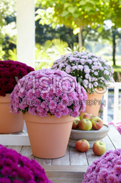 Chrysanthemum collection
