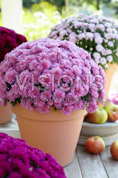 Chrysanthemum collection Chrysanthemum collection