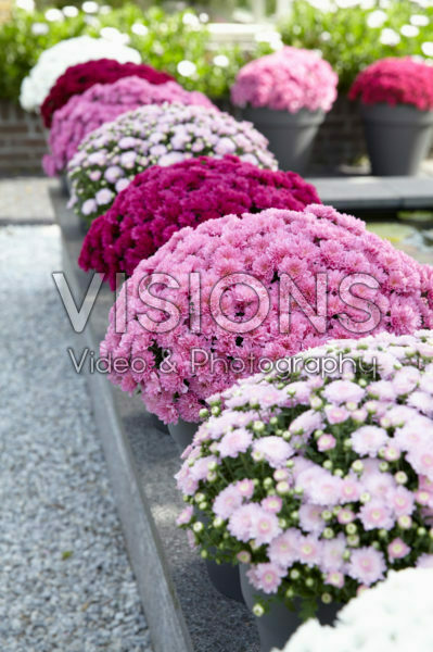 Chrysanthemum collection Chrysanthemum collection