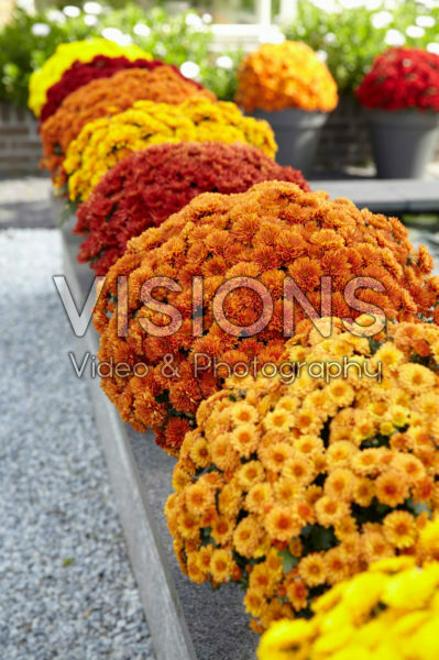 Chrysanthemum collection Chrysanthemum collection