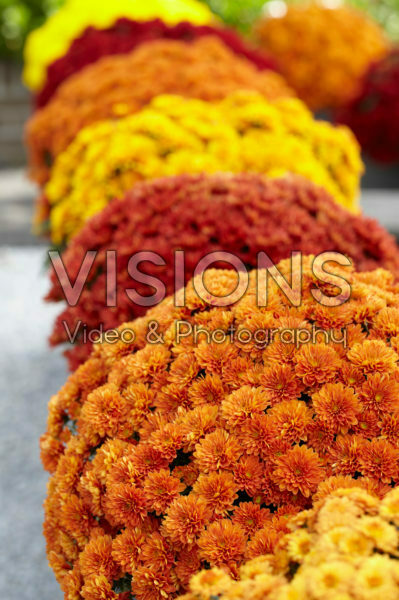 Chrysanthemum collection Chrysanthemum collection