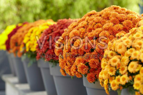 Chrysanthemum collection Chrysanthemum collection