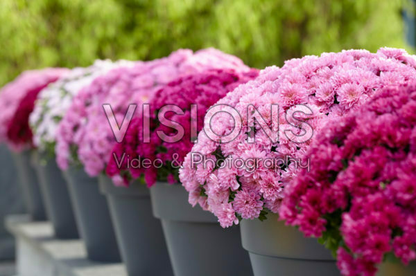 Chrysanthemum collection Chrysanthemum collection