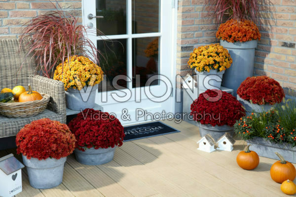 Chrysanthemum collection
