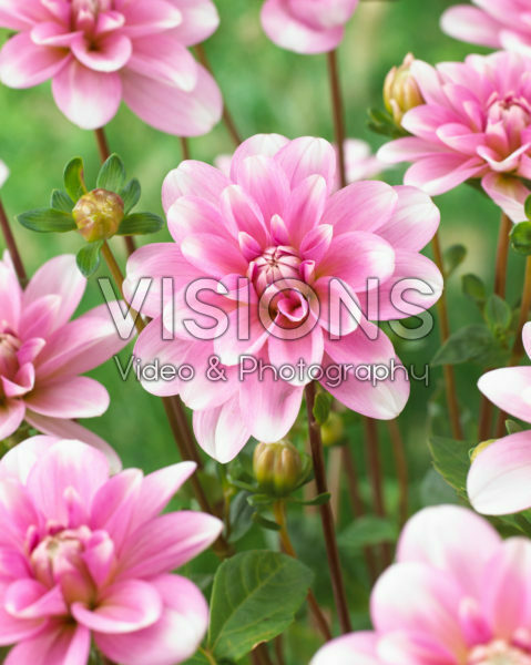 Dahlia Pink Perception