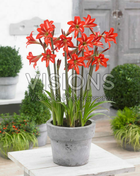 Hippeastrum Balentino® Hippeastrum Balentino®