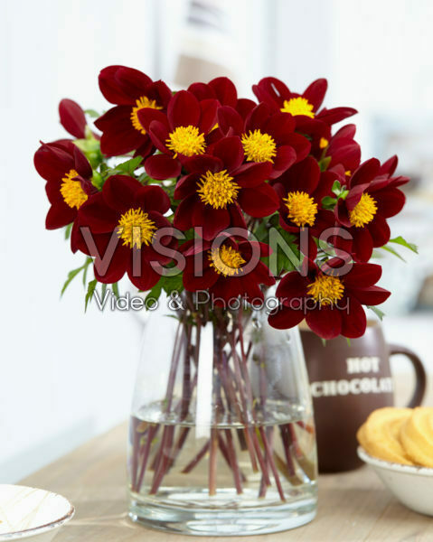 Dahlia Mexican Star Dahlia Mexican Star