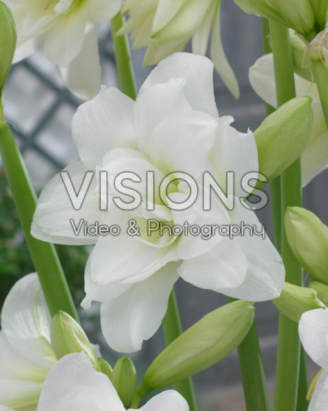 Hippeastrum Alasca ® Hippeastrum Alasca ®