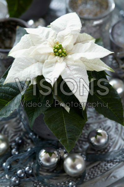 Princettia ® Pearl Princettia ® Pearl