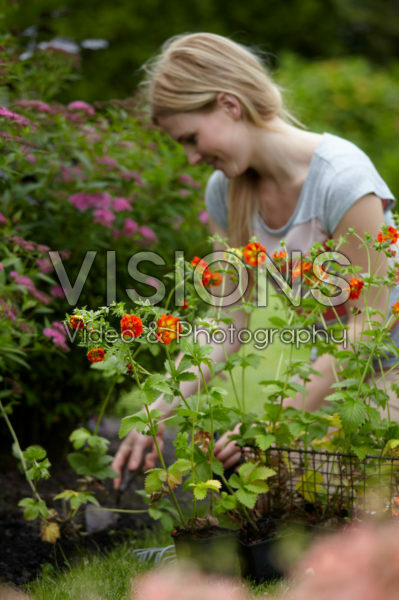 Woman planting Geum in border