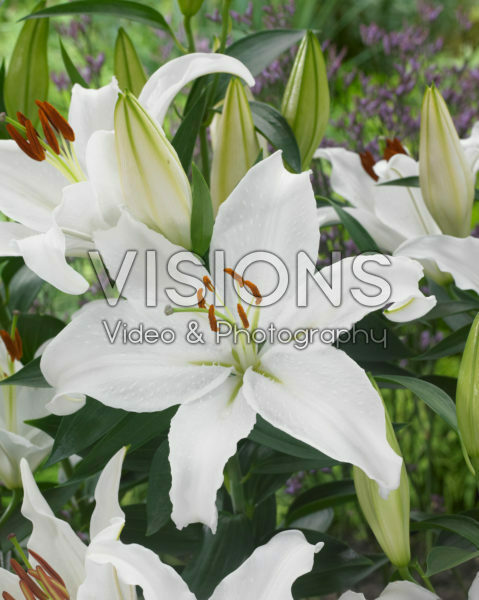 Lilium Mount Aspiring Lilium Mount Aspiring