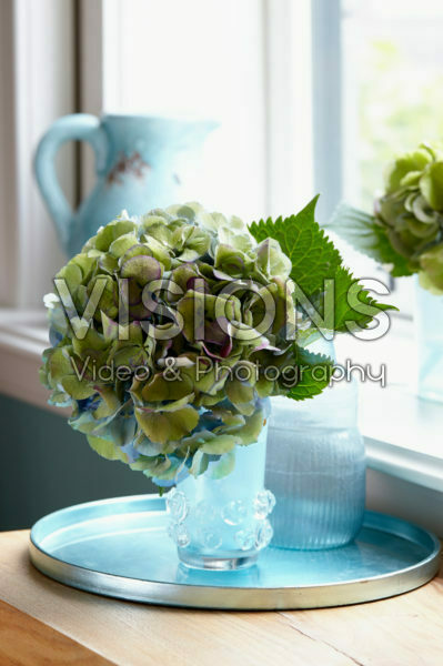 Hortensia bloem in vaas