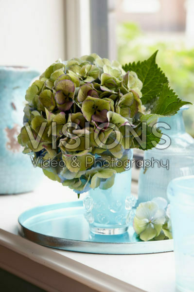 Hydrangea flower in vase