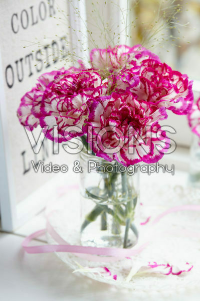 Dianthus in vase
