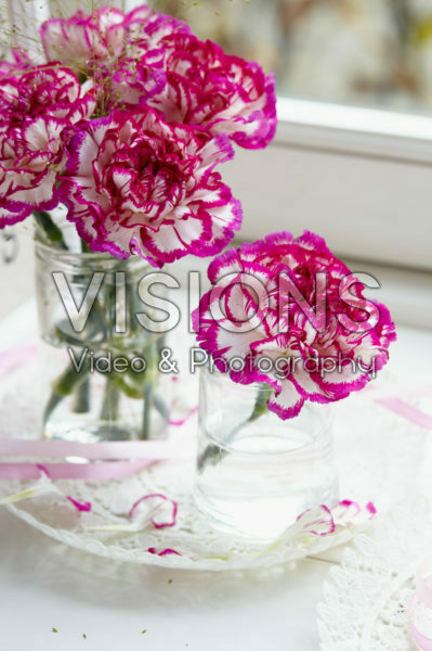 Dianthus in vase