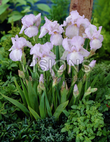 Iris germanica English Cottage | Visions Pictures