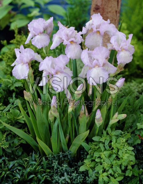 Iris germanica English Cottage