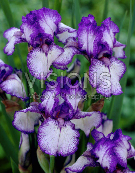 Iris germanica Bold Print Iris germanica Bold Print
