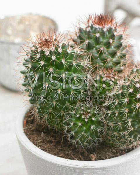 Mammillaria backebergiana ernestii | Visions Pictures