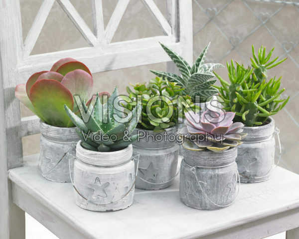 Succulent collection Succulent collection