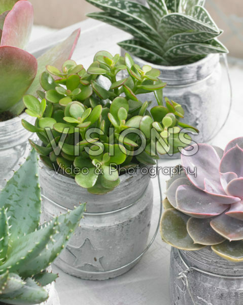 Crassula ovata Crassula ovata