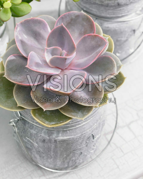 Echeveria Perle von Nurnberg Echeveria Perle von Nurnberg