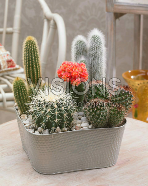 Cactus mix Cactus mix