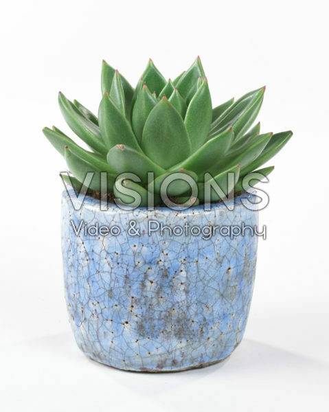 Echeveria agavoides Echeveria agavoides