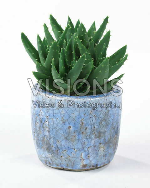Aloe mitriformis Aloe mitriformis