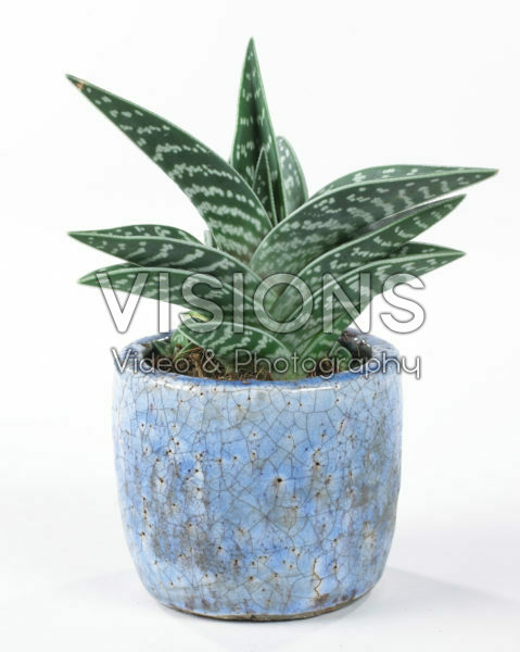 Aloe variegata Aloe variegata