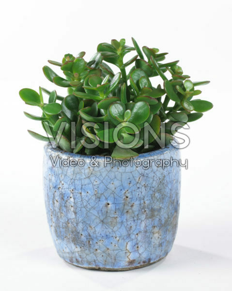 Crassula ovata Crassula ovata