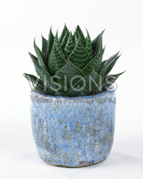 Aloe aristata Cosmo Aloe aristata Cosmo