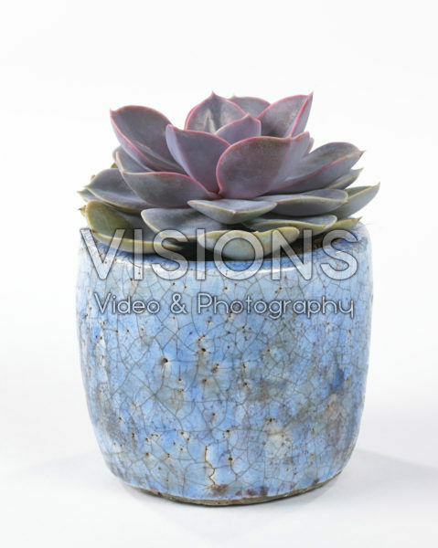 Echeveria Perle von Nurnberg Echeveria Perle von Nurnberg