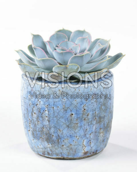 Echeveria lilacina Echeveria lilacina