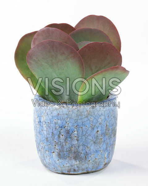Kalanchoe thyrsiflora Kalanchoe thyrsiflora