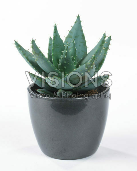 Aloe pegalare Aloe pegalare
